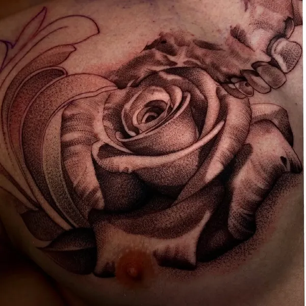 Flower, Rose, Nature