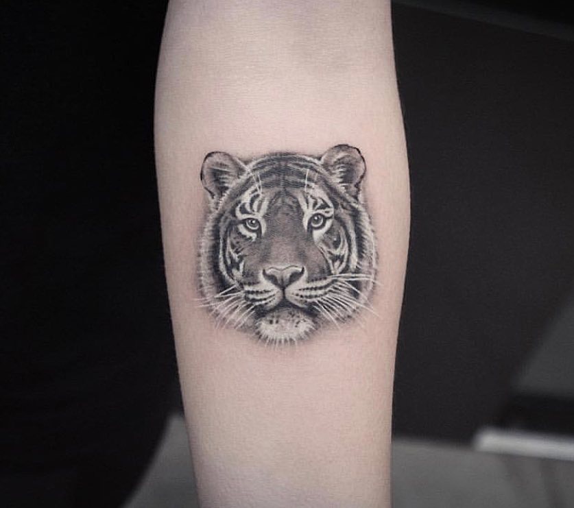 Tiger, 치타, 표범, 재규어, 중국 호랑이, 한국 호랑이, 판다, Animal