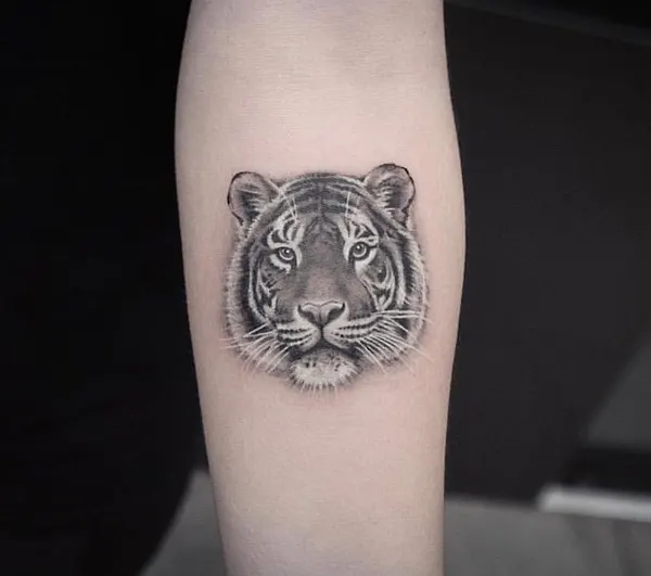 Tiger, 치타, 표범, 재규어, 중국 호랑이, 한국 호랑이, 판다, Animal
