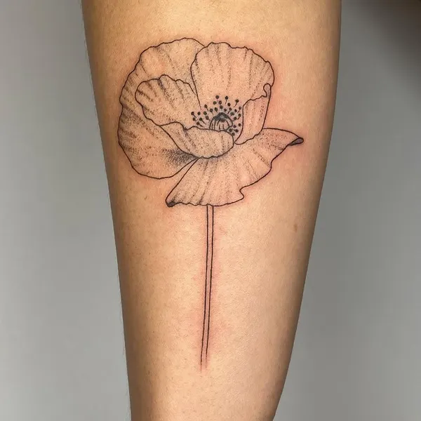 Flower, Rose, 양귀비