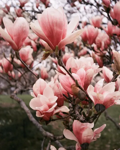 Flower, Nature