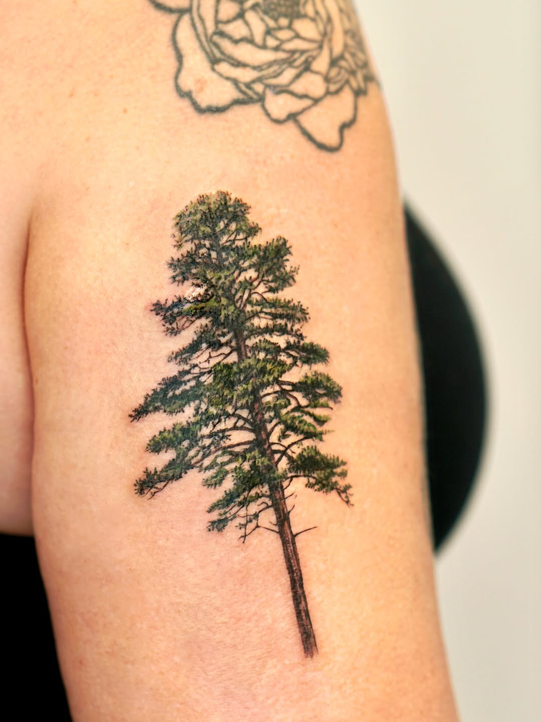 Nature, 소나무, 나무, 숲