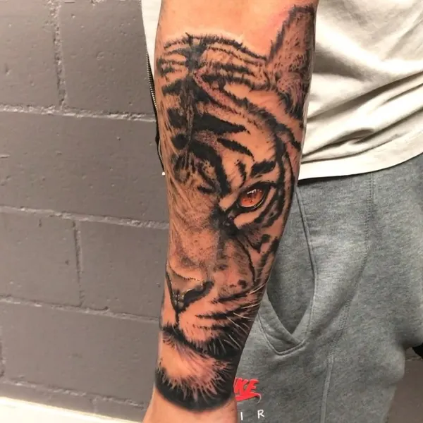 Tiger, 중국 호랑이, 한국 호랑이, 사자자리, 일본 호랑이