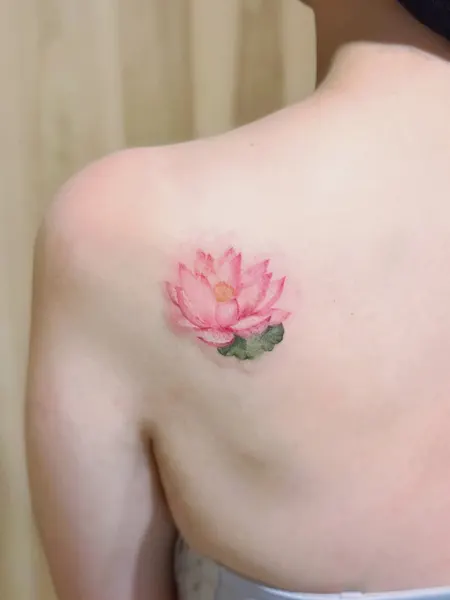 Flower, 모란, 벚꽃, 연꽃, 매화, 한국 연꽃, 튤립