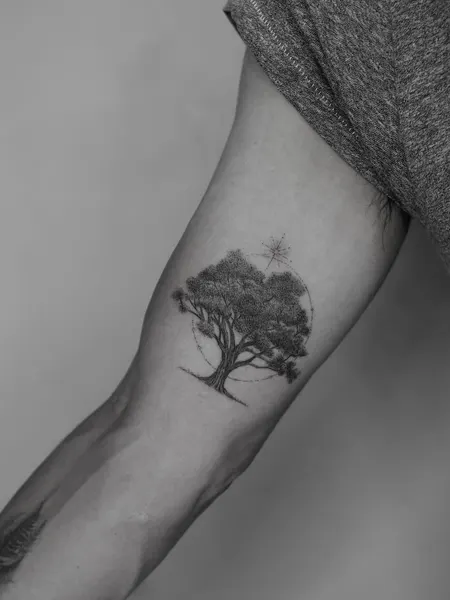 Nature, 나무, 소나무, 올리브 가지