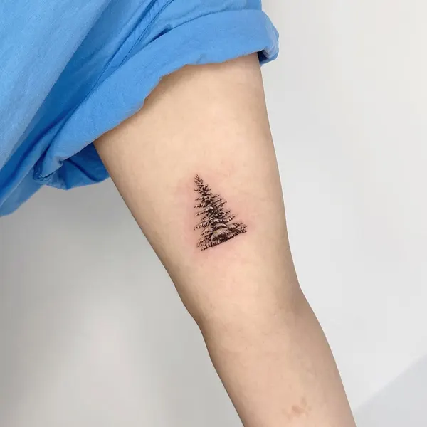 눈, Nature, 숲, 나무, 소나무