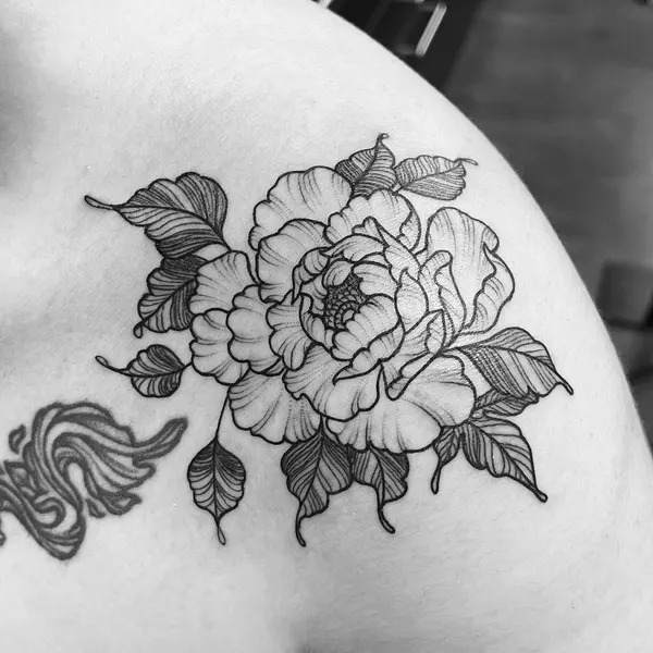 Flower, Rose, Nature
