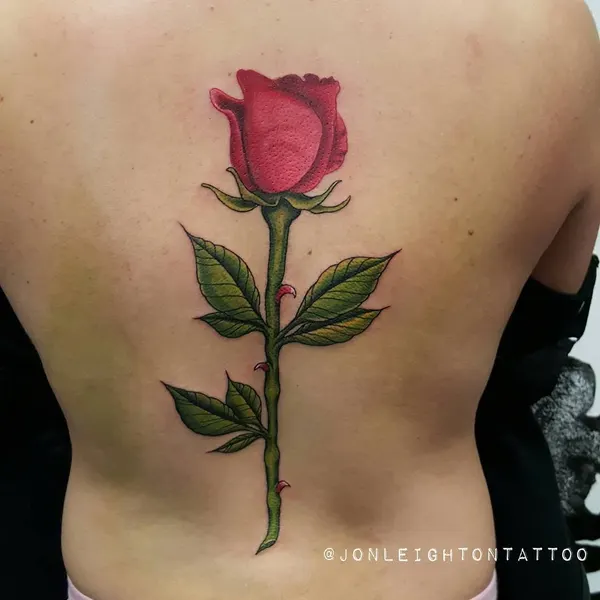 Flower, Rose, Nature