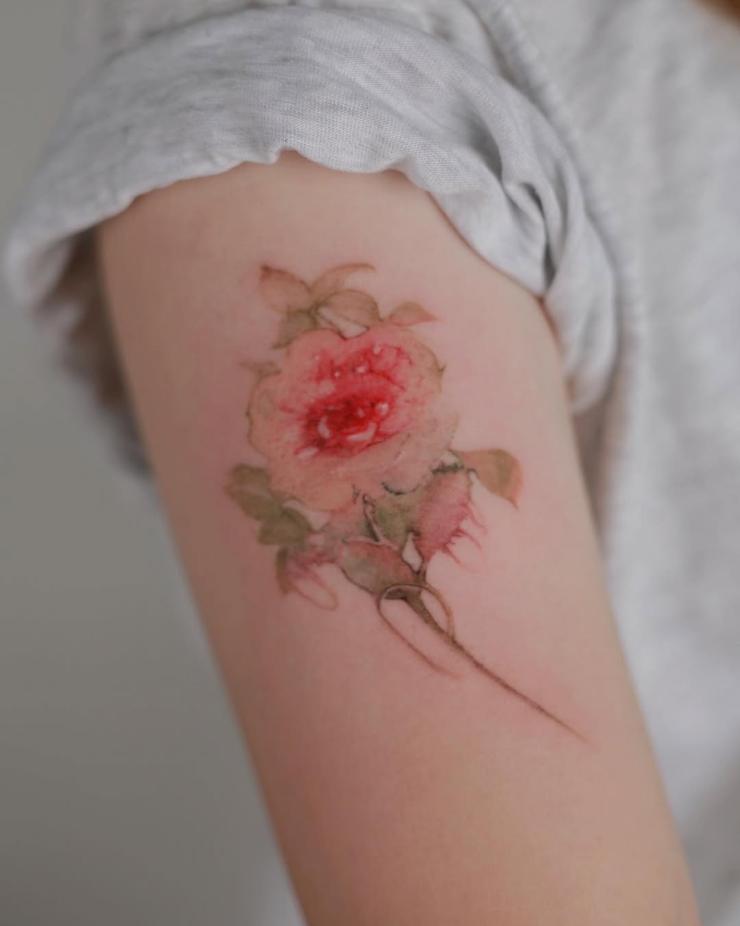 Flower, Rose, 모란, 목련
