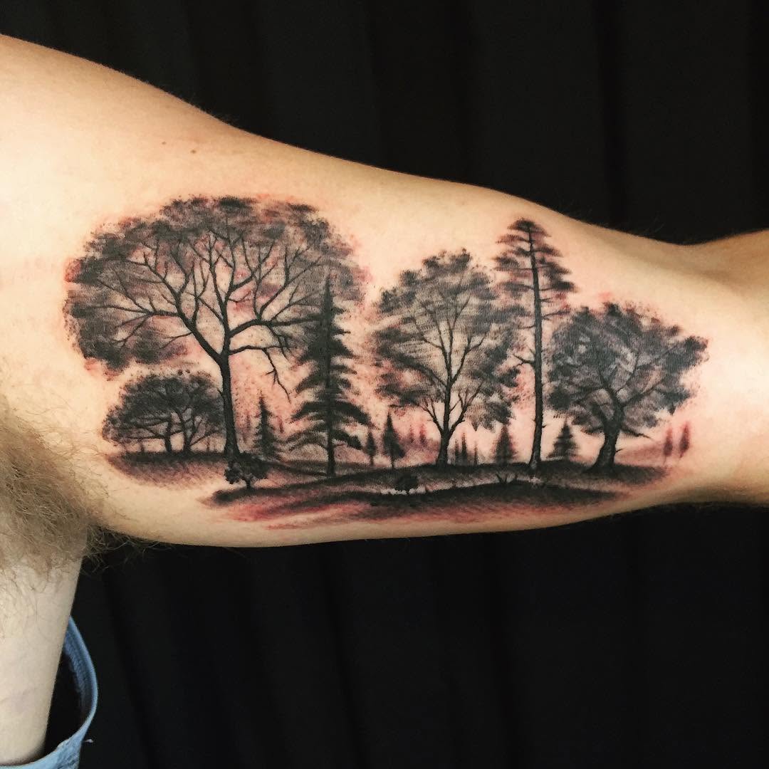 Nature, 숲, 계곡, 나무, 풍경, 소나무