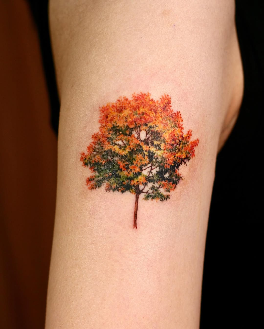 Nature, 나무, 소나무, 숲