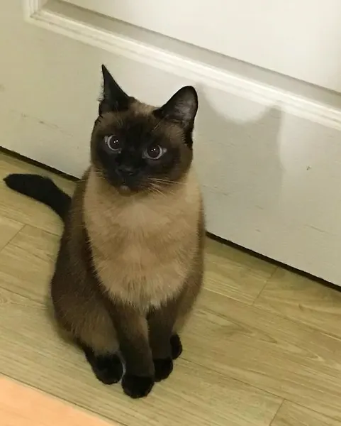 Animal