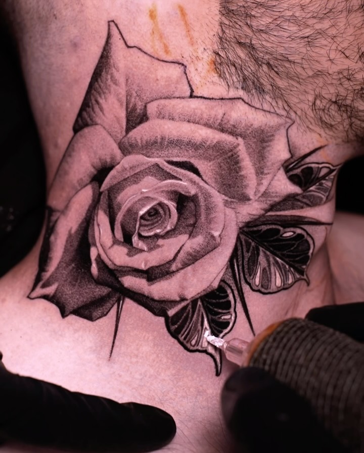 Flower, Rose, Nature