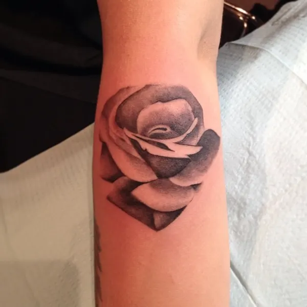 Flower, Rose