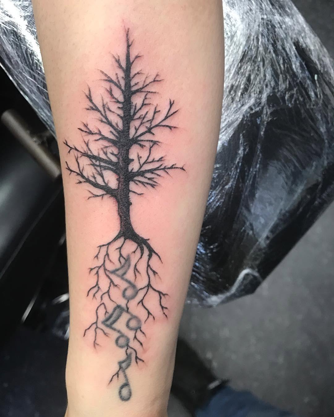 Nature, 폐, 뿌리, 숲, 나무, 고사리, 소나무, 나뭇가지, 올리브 가지, 야자수