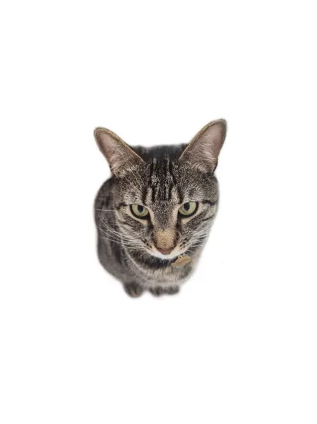 고양이