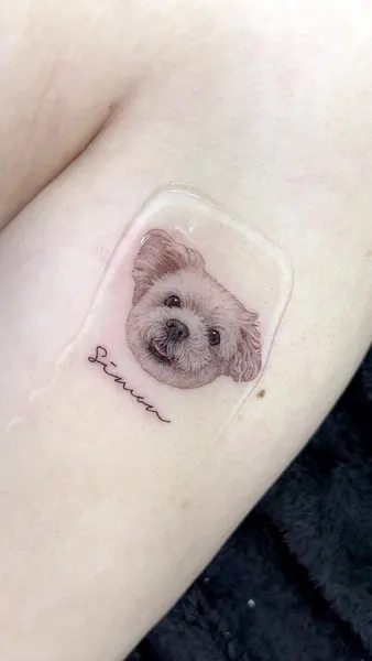 곰, 판다, 코알라, 고슴도치, 나무늘보