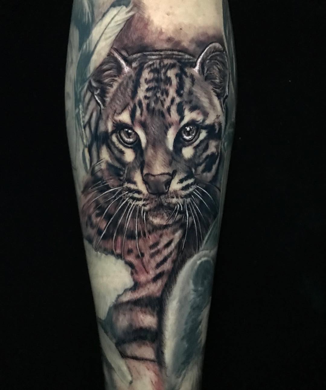 Tiger, 표범