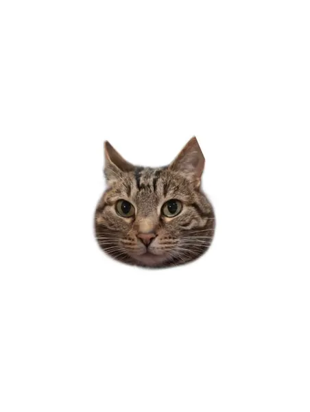 고양이