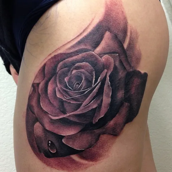 Flower, Rose, Nature