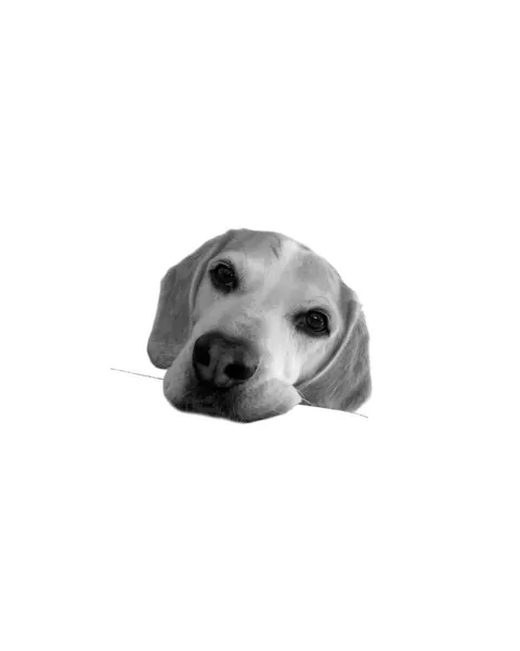 Animal, 강아지, 반려동물