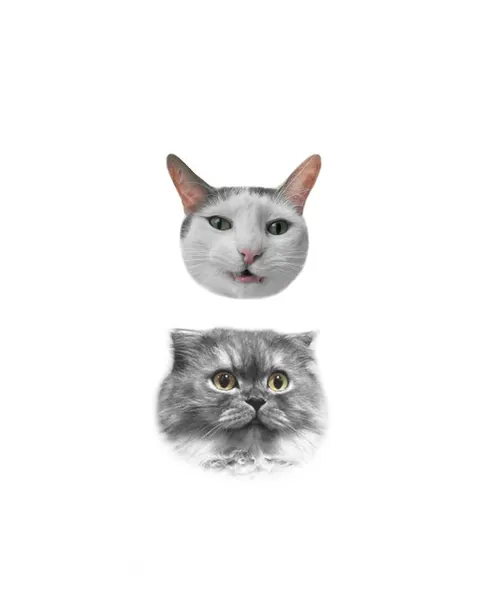 커플/우정 타투, 고양이