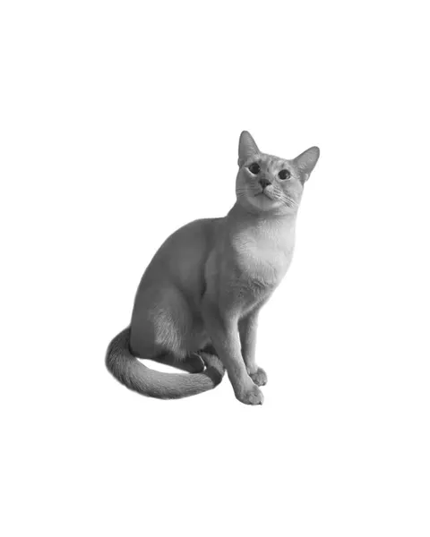 여우 가면, 고양이