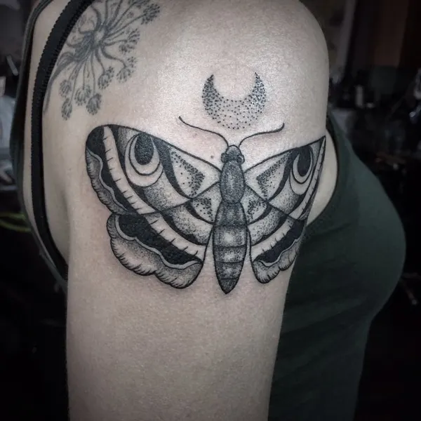 Animal, Nature, 나방