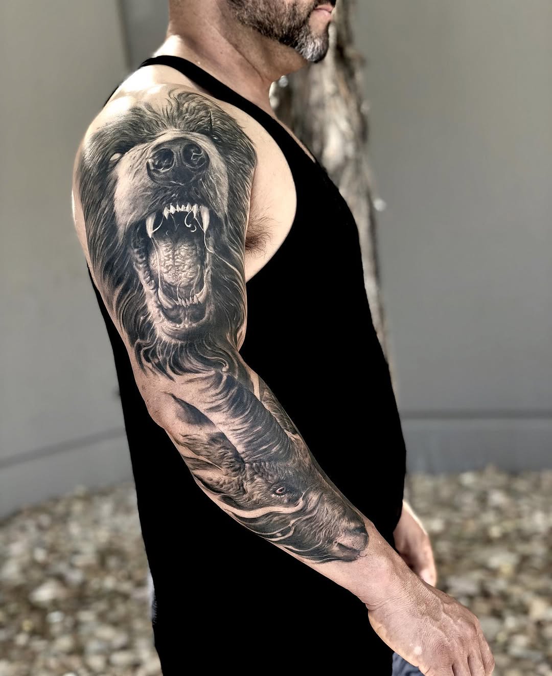 Animal, Tiger, 고릴라