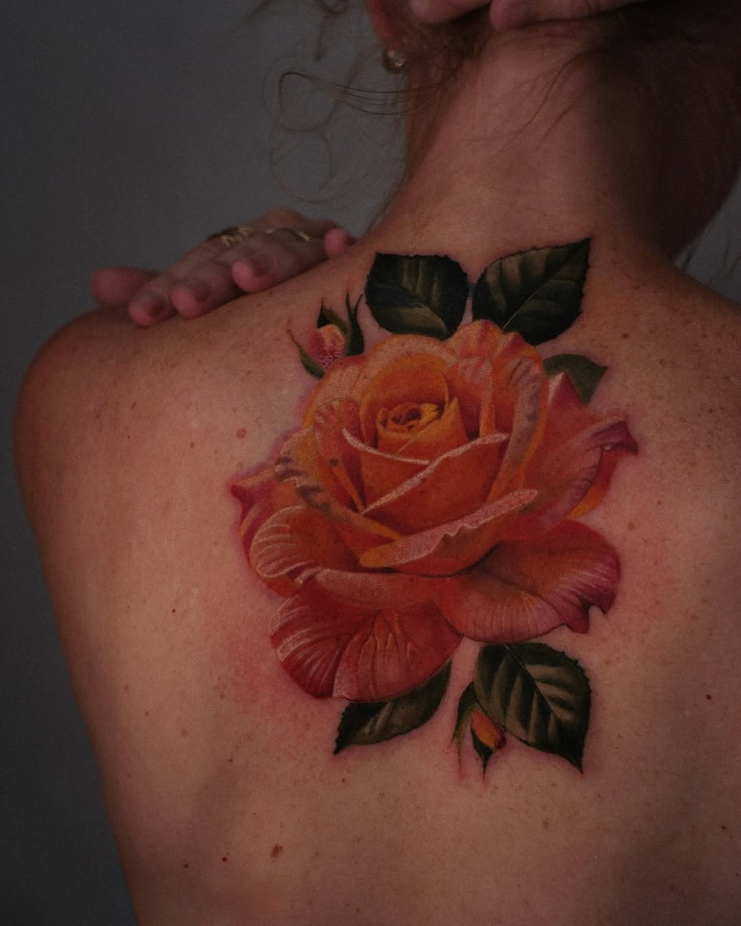Flower, Rose, Nature