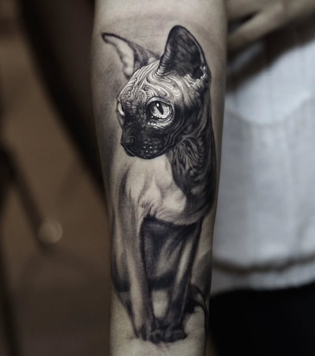 Animal
