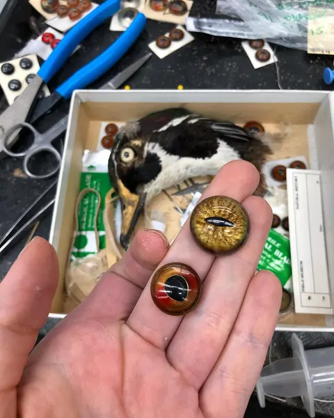 feralcatbox