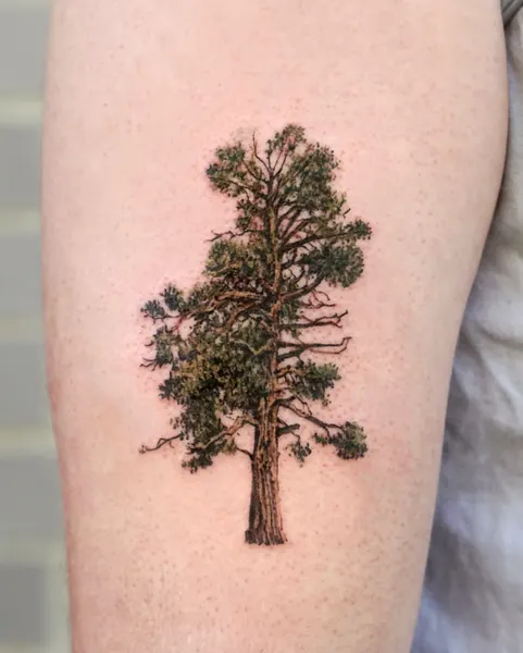 Nature, 나무, 소나무, 숲