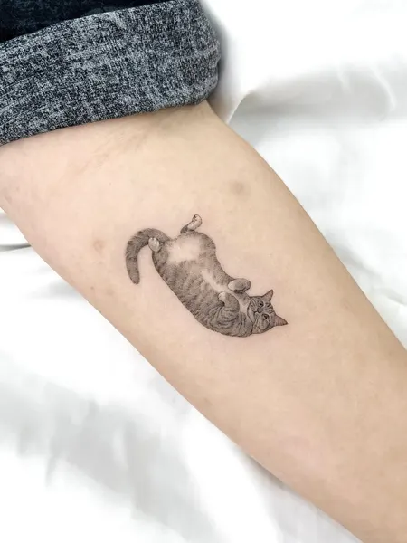 고양이