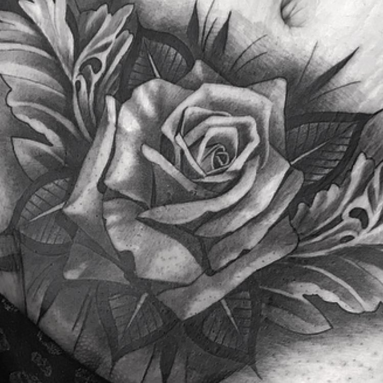 Flower, Rose, Nature