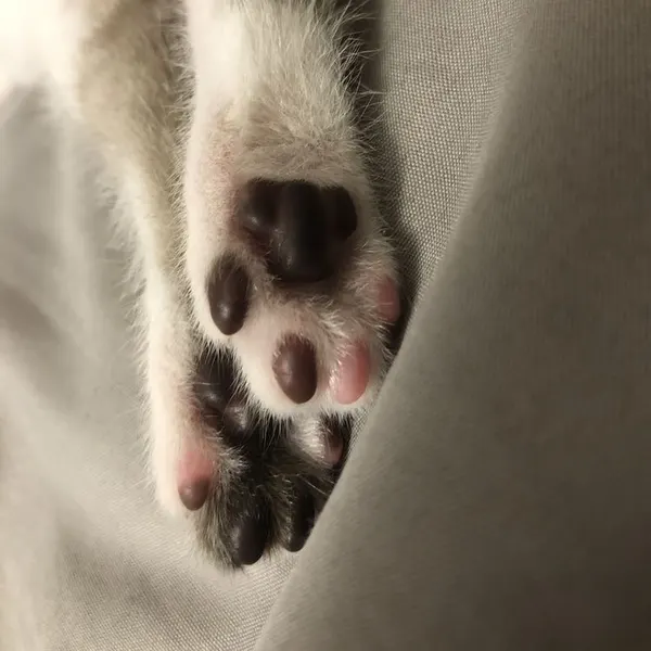 Animal, Mini