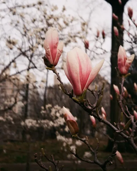 Flower, Nature