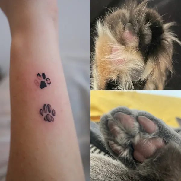 Animal, 발자국