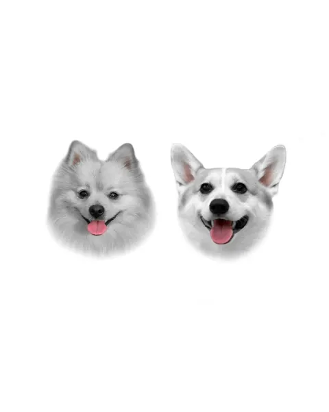 코알라