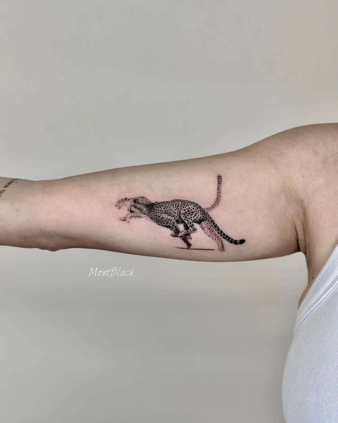 Animal, Tiger, 악어, 쥐, 함사, 멧돼지, 고슴도치, 돼지, 지네, 치타, 팬서, 표범, 도마뱀, 재규어, 나무늘보