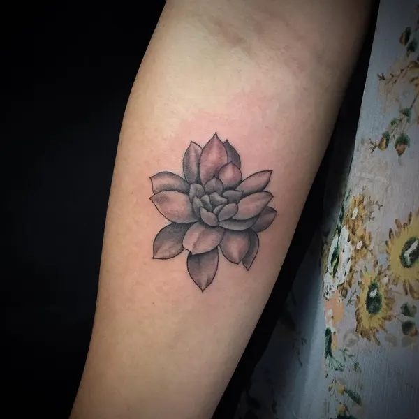 Flower, 한국 연꽃, 목련