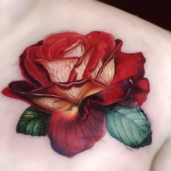 Flower, Rose, Nature