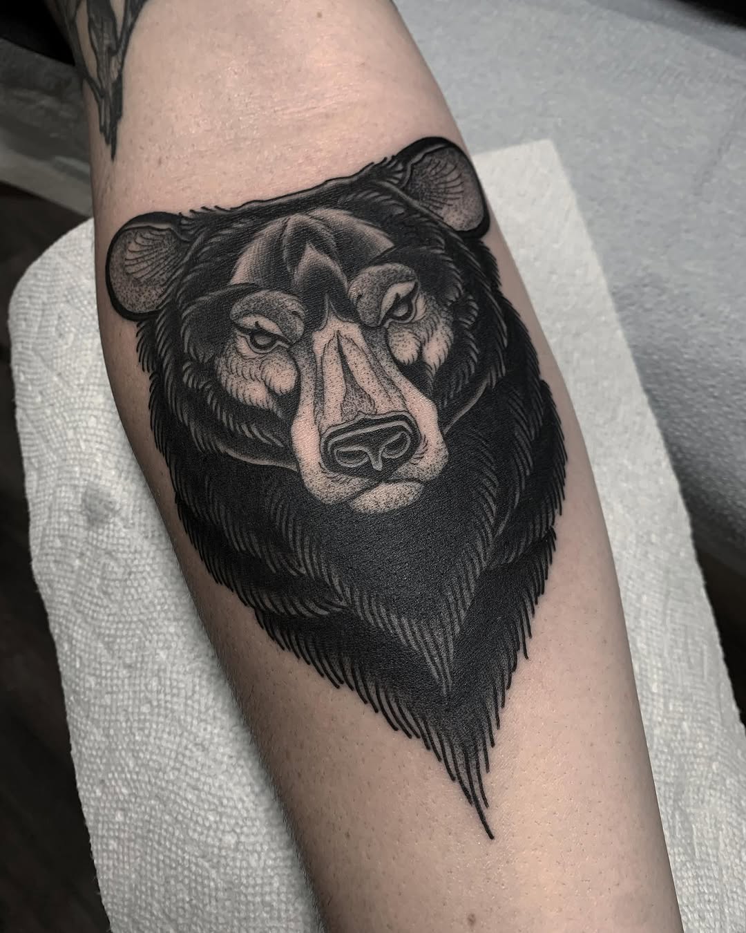 Animal, Tiger, 곰, 멧돼지