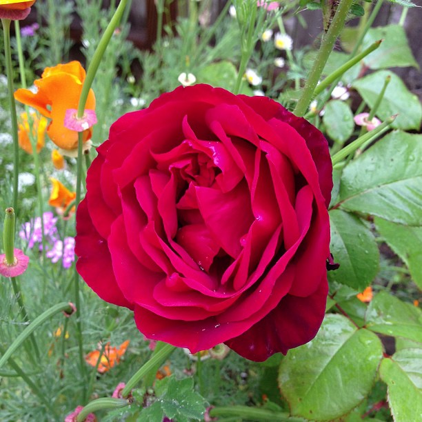Flower, Nature, Rose