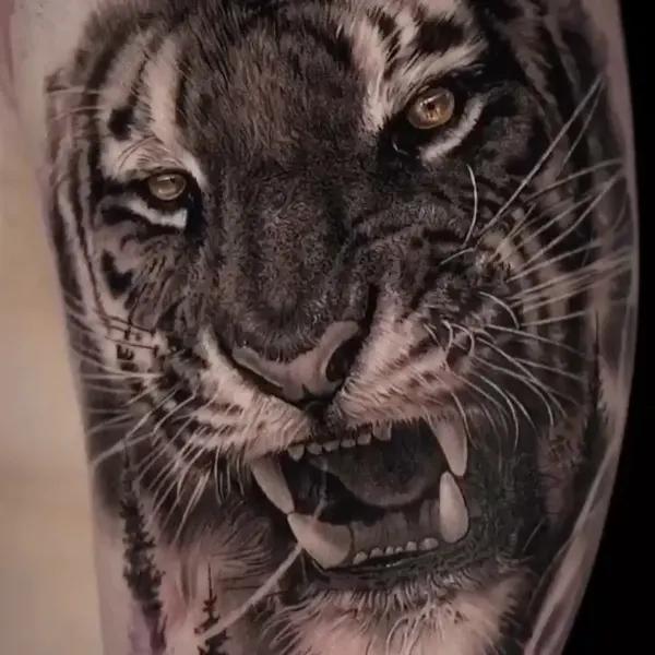 Tiger, 재규어