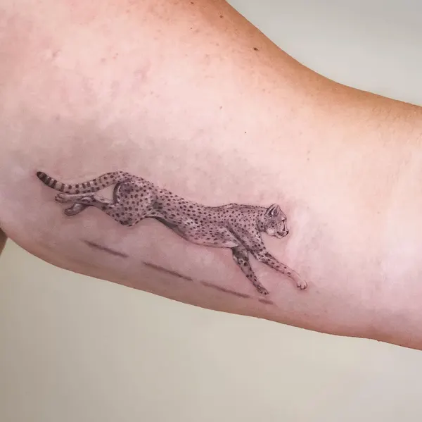 Animal, Tiger, 악어, 도마뱀, 개구리