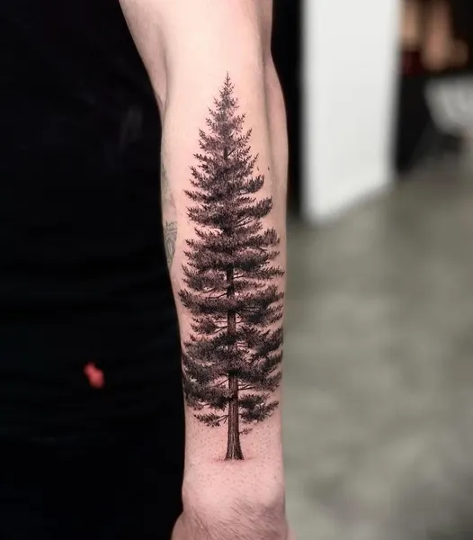 Nature, 숲, 나무, 고사리, 소나무, 야자수, 대나무