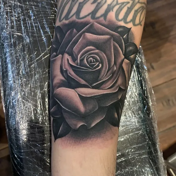 Flower, Rose