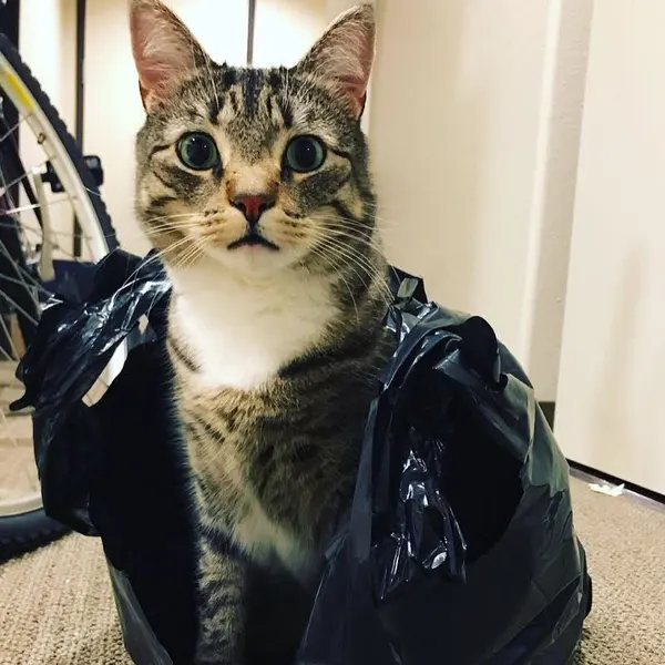고양이, 반려동물, 여우 가면