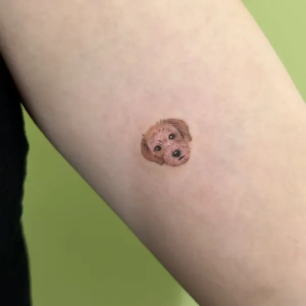 Animal, 원숭이, 고슴도치, 나무늘보